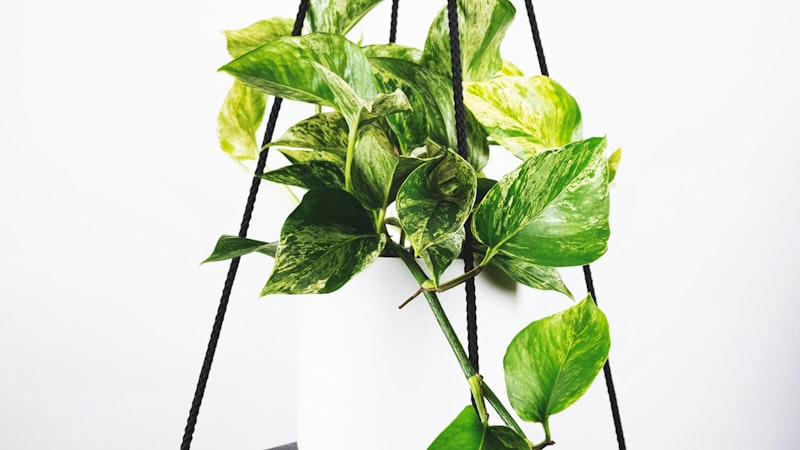 欧冠联赛赛后新闻发布会：教练分析比赛战术